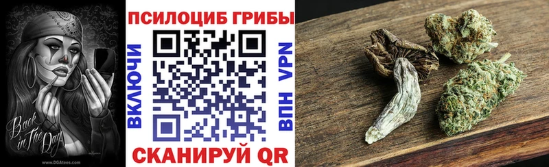 Купить Злынка Галлюциногенные грибы Cubensis